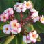 Plumeria rubra "Thumbalina" JJ