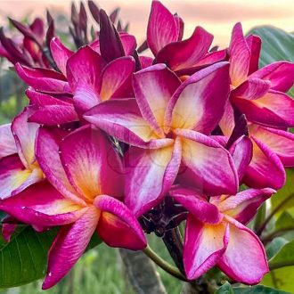 Plumeria rubra "Diamond Star"