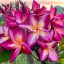 Plumeria rubra "Diamond Star"