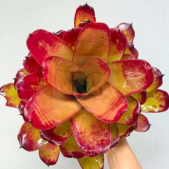 Neoregelia Hybrid Compact