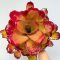 Neoregelia Hybrid Compact