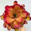Neoregelia Hybrid Compact