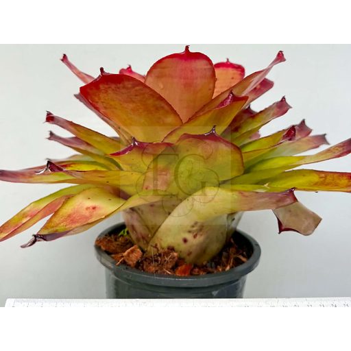 Neoregelia Hybrid Compact