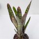 Neoregelia High Voltage/M