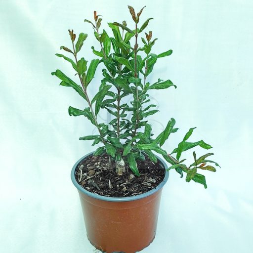 Punica granatum "Üzbég"-Gránátalma   