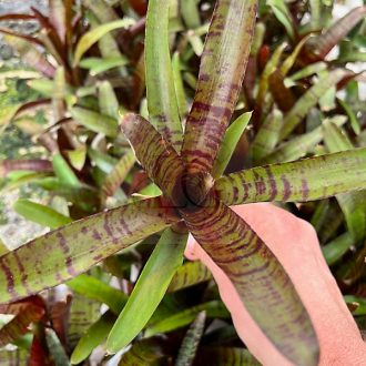 Neoregelia "Ampullacea Purpurea" 