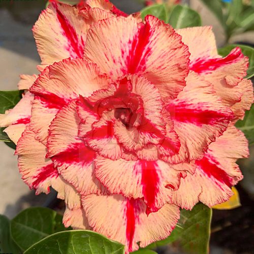 Adenium obesum "Giant Pheonix" (924)