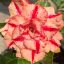Adenium obesum "Giant Pheonix" (924)
