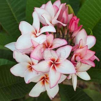 Plumeria rubra "Magenta Powder" 