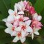 Plumeria rubra "Magenta Powder" 