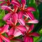 Plumeria rubra "Samkasad" 