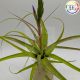 Tillandsia Polystachia