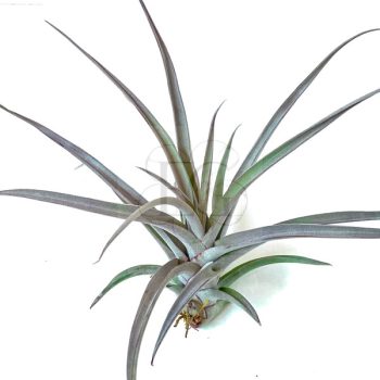 Tillandsia Majestic/L Tillandsia Majestic/L