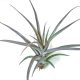 Tillandsia Majestic 