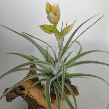 Tillandsia Pohliana Tillandsia Pohliana
