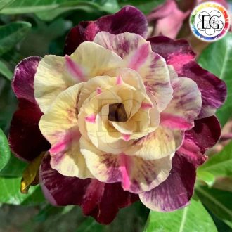 Adenium obesum "Minh Khang" (946)