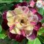 Adenium obesum "Minh Khang" (946)