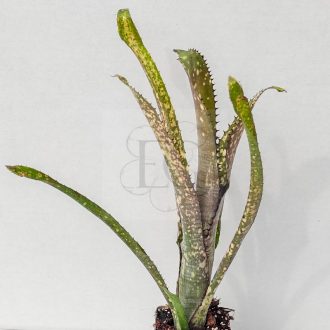 Billbergia Kolan Gift