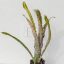 Billbergia Kolan Gift