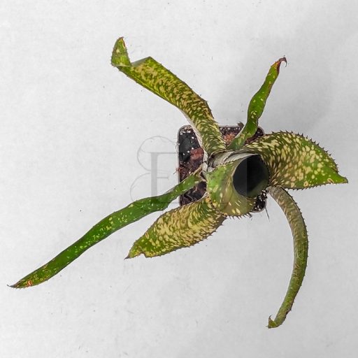 Billbergia Kolan Gift