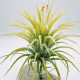 Tillandsia Ionantha var. Druid White L