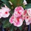 Euphorbia milii "Swift Red" (10)