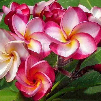 Plumeria rubra "Danai Delight"
