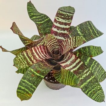 Vriesea Red Chestnut  Vriesea Red Chestnut