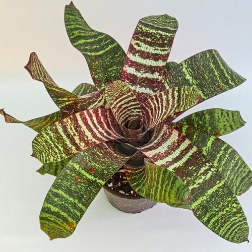 Vriesea Red Chestnut 