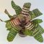 Vriesea Red Chestnut 