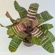 Vriesea Red Chestnut 