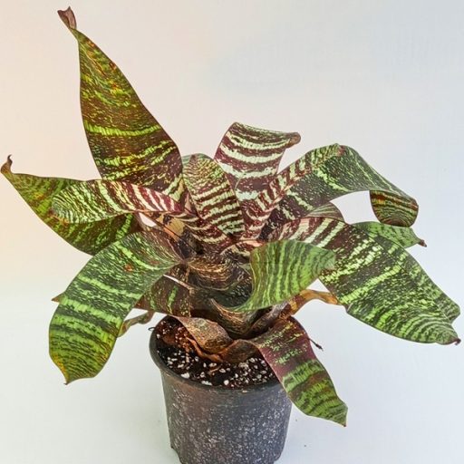 Vriesea Red Chestnut 