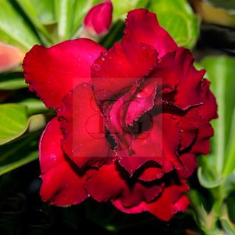 Adenium obesum "Siam Rose" (S)