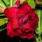 Adenium obesum "Siam Rose" (S)