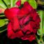 Adenium obesum "Siam Rose" (S)