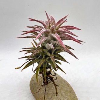 Tillandsia Ionantha var. Vanhyningii/S