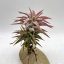 Tillandsia Ionantha var. Vanhyningii/S
