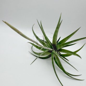 Tillandsia Flexuosa var. Vivipara sarjjal