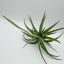 Tillandsia Flexuosa var. Vivipara sarjjal
