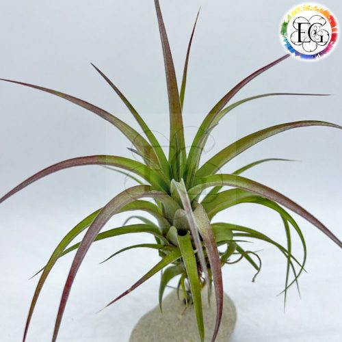 Tillandsia Eric Knobloch