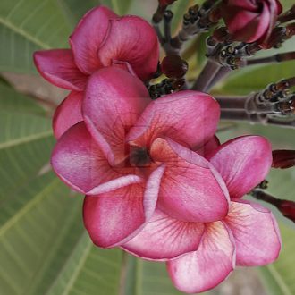 Plumeria rubra "Irma 5" 