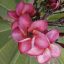 Plumeria rubra "Irma 5" 