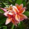 Plumeria rubra "Queen Amber" JJ