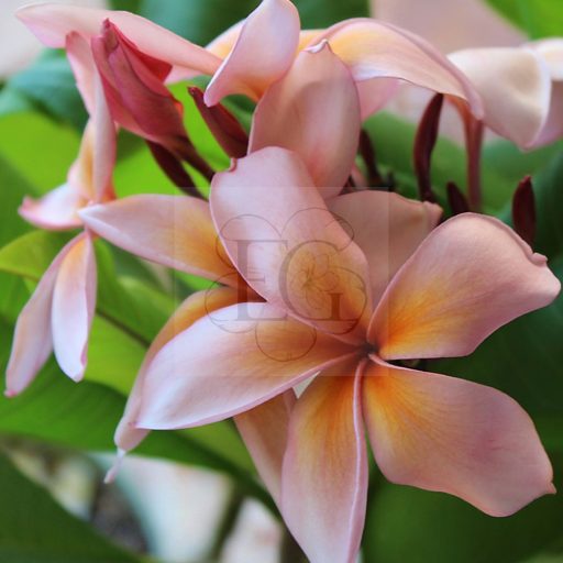 Plumeria rubra "Queen Amber" JJ