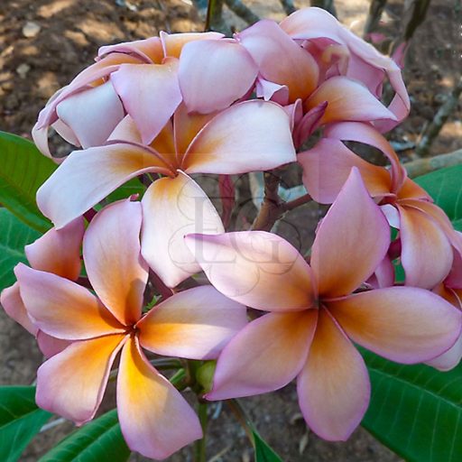 Plumeria rubra "Queen Amber" JJ