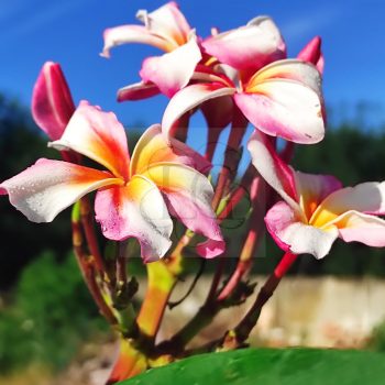 Plumeria rubra "Artic Star aka Madame Rainbow" Plumeria rubra "Artic Star aka Madame Rainbow"