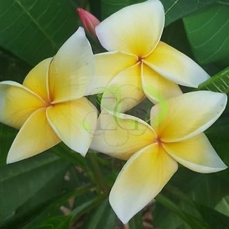Plumeria rubra "Italia" JJ