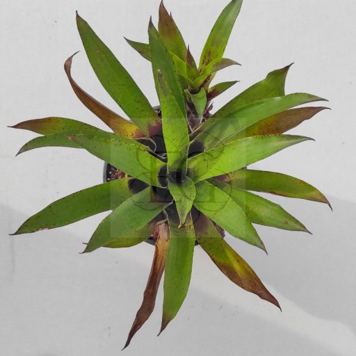 Vriesea Corcovadensis