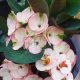 Euphorbia milii "Pinky Snow" (13)