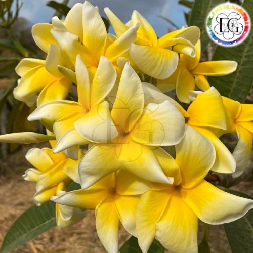 Plumeria Rubra "Tong Tipakorn" - Egzoticplant Webs